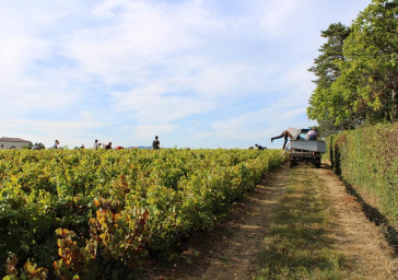 Les vendanges ont commencées