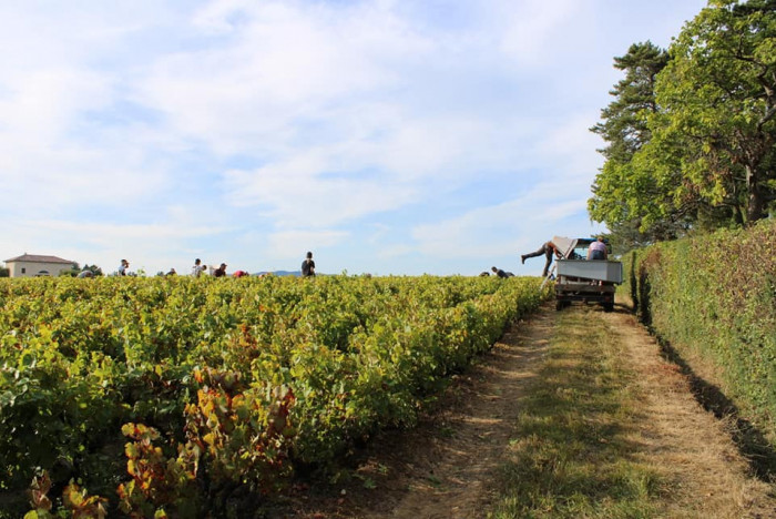 Les vendanges ont commencées