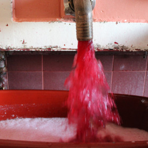 Vinification