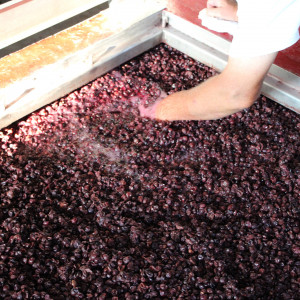 Vinification