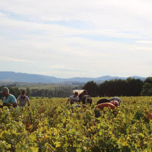 Les vendanges ont commencées