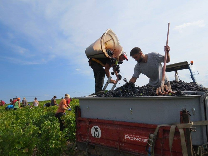 The harvest